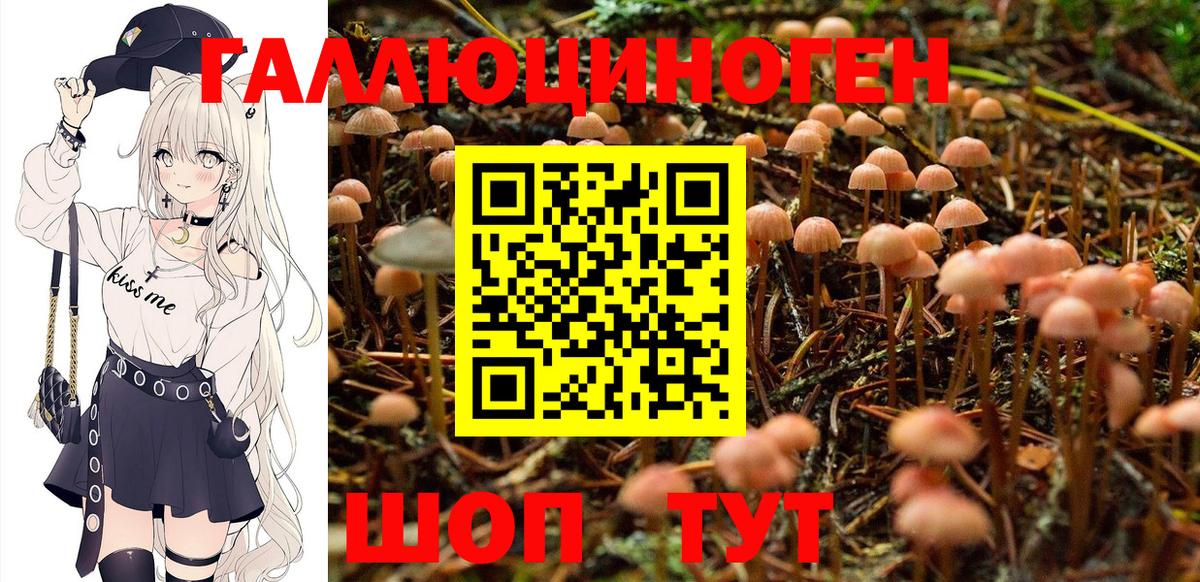 Галлюциногенные грибы Psilocybine cubensis Барабинск